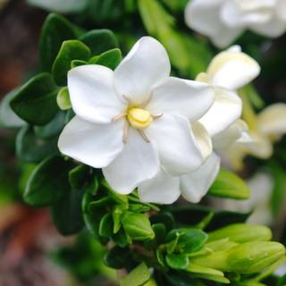 Gardenia augusta Grandiflora Star