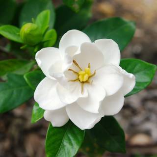 Gardenia augusta Magnifica