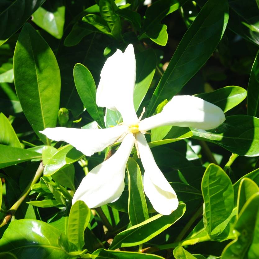 Gardenia vietnamensis