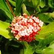 Ixora chinensis Prince of Orange