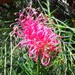 Grevillea Just Rosy