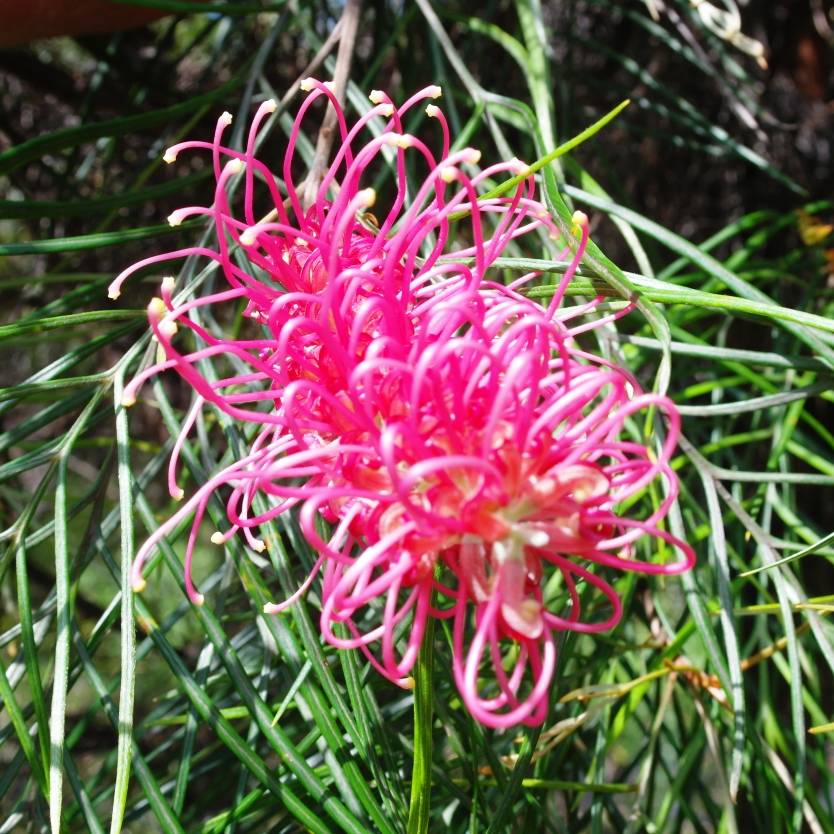 Grevillea Just Rosy