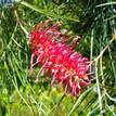 Grevillea Just Rosy