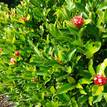 Ixora chinensis Prince of Orange