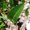 Hardenbergia violacea (shrub variety)