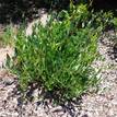 Hardenbergia violacea (shrub variety)