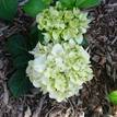 Hydrangea ssp. White