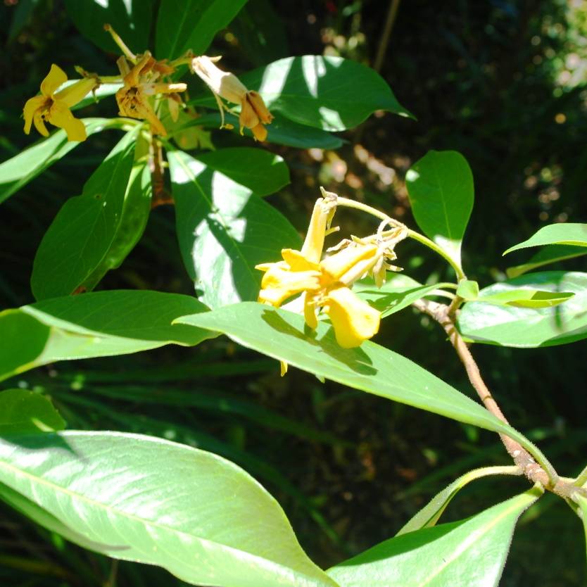 Hymenosporum flavum