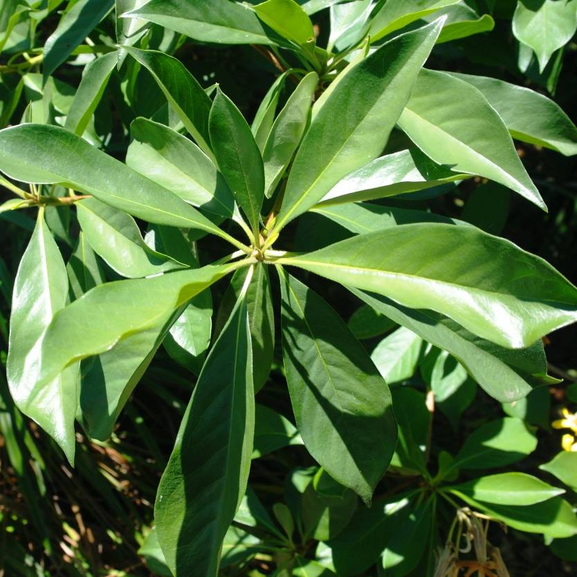 Hymenosporum flavum Divine Plants Online Shop