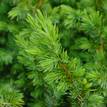 Juniperus conferta