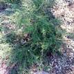 Leptospermum Pink Cascade