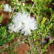 Melaleuca thymifolia White Lace