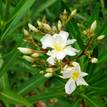 Nerium oleander Luteum Plenum