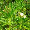 Nerium oleander Luteum Plenum