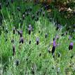 Lavandula stoechas Avonview