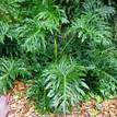 Philodendron selloum