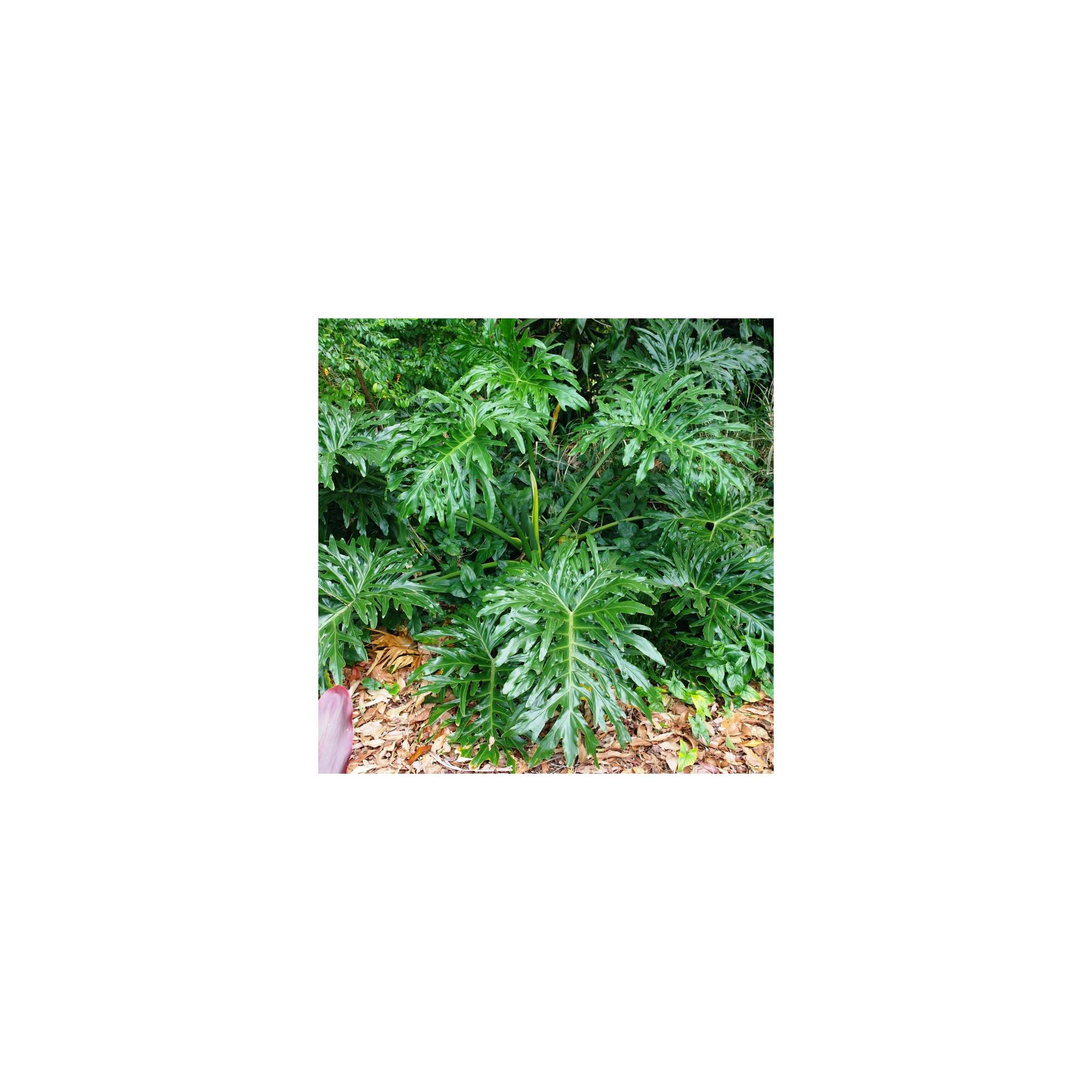 Philodendron selloum Divine Plants Online Shop