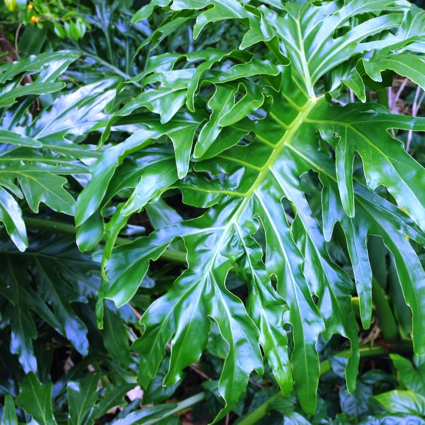 Philodendron selloum Divine Plants Online Shop