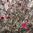 Leptospermum scoparium Burgundy Queen