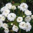 Rosa banksiae Alba