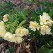 Rosa banksiae Lutea