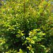 Syzygium australe Resilience