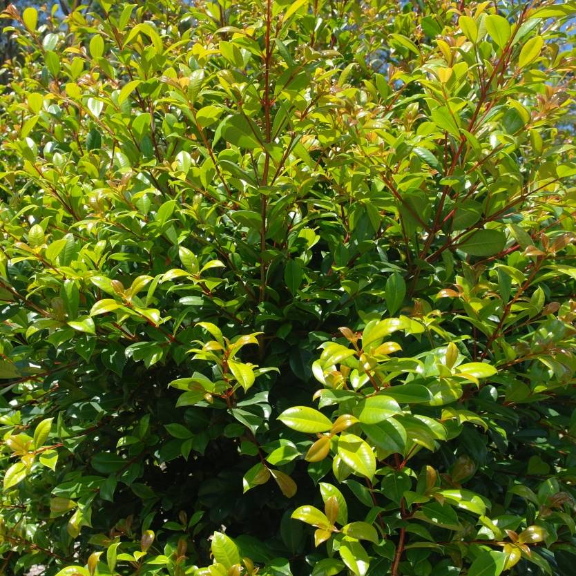 Syzygium Australe Elite