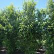 Syzygium australe Resilience