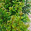 Syzygium australe Select