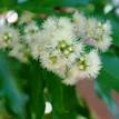 Waterhousia floribunda