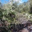 Leptospermum flavescens Cardwell