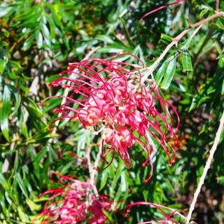 Grevillea Robyn Gordon