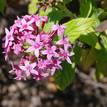 Pentas lanceolata Candy Stripe