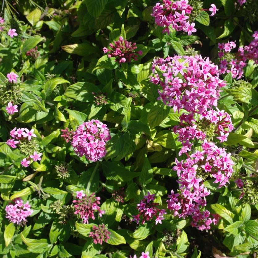 Pentas lanceolata Candy Stripe