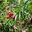 Grevillea Liliane