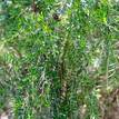 Babingtonia cv. Howies Feather Tips