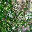 Leptospermum polygalifolium Pacific Beauty