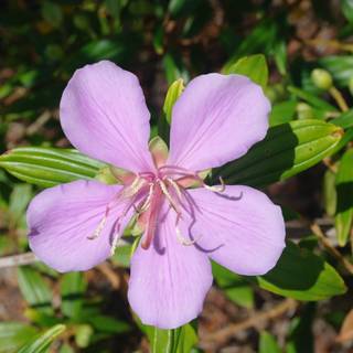 Tibouchina mutabilis Noelene