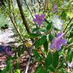 Tibouchina mutabilis Noelene