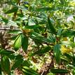 Tibouchina mutabilis Noelene