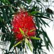 Callistemon viminalis