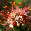 Grevillea Coconut Ice