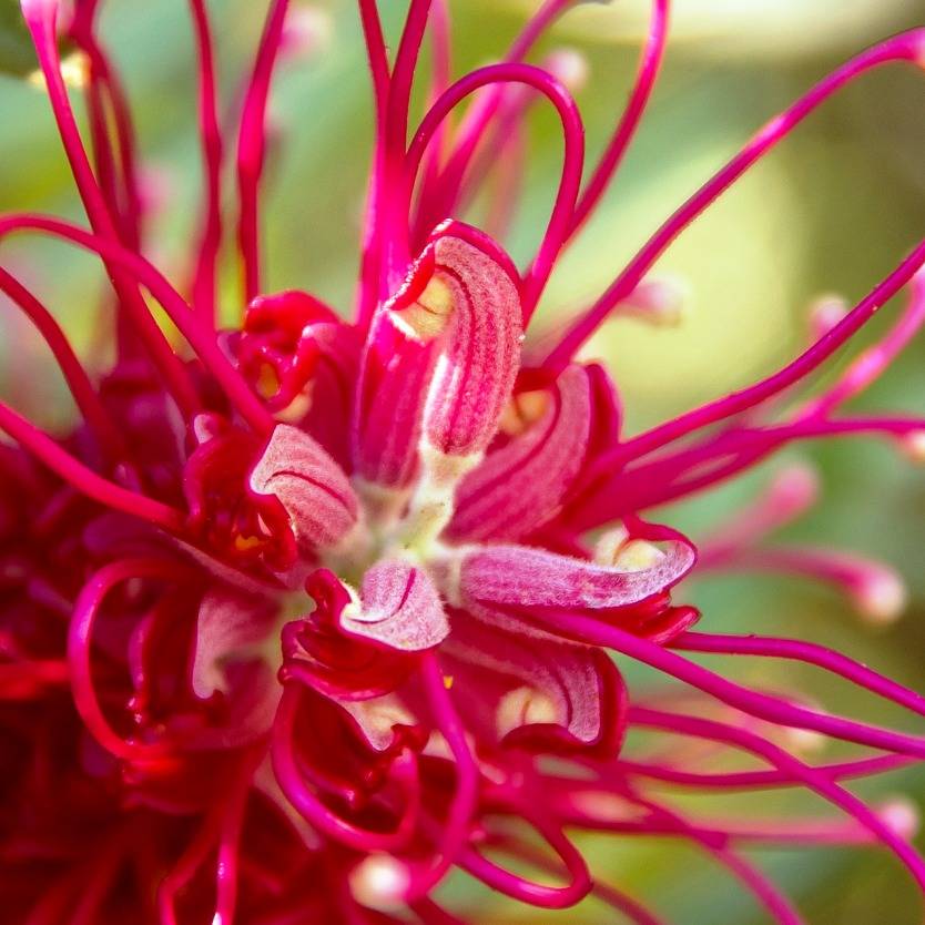 Grevillea Pink Pearl