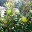 Magnolia grandiflora Little Gem