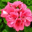 Geranium Apache Deep Rose