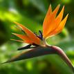 Strelitzia reginae