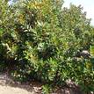 Magnolia grandiflora Little Gem