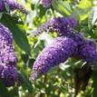 Buddleja davidii Joan