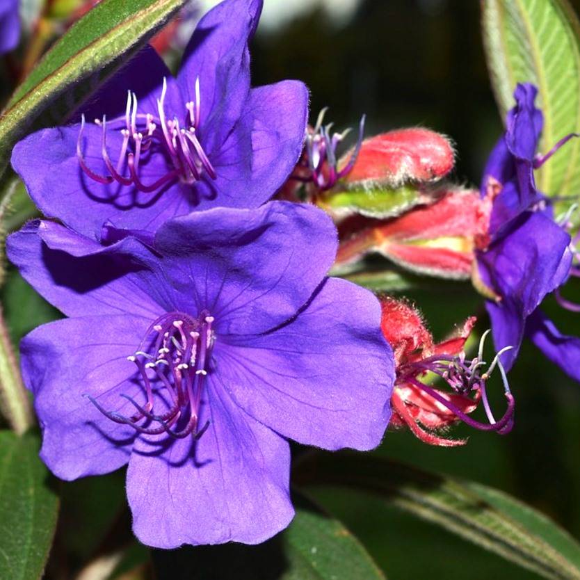 Tibouchina lepidota Alstonville