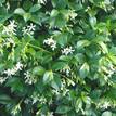 Trachelospermum jasminoides